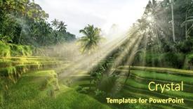  Presentation with rice terraces - PPT theme enhanced with beautiful-rice-terraces-in-tegalalang background and a tawny brown colored foreground