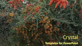  Presentation with yellow orange - Presentation theme consisting of beautiful-ripe-yellow-and-orange background and a tawny brown colored foreground