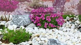  Presentation with green roof - PPT theme featuring beautiful rock garden cultivated roof background and a violet colored foreground
