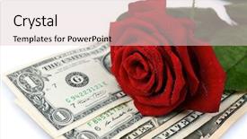  Presentation with white rose - Amazing presentation having  backdrop and a  colored foreground