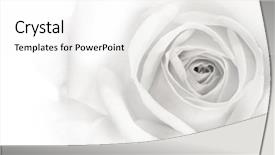  Presentation with white rose - Amazing theme having beautiful rose background backdrop and a white colored foreground