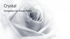  Presentation with white rose - Cool new presentation with beautiful rose black white backdrop and a white colored foreground