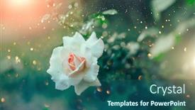  Presentation with pastel art - Presentation theme featuring beautiful-rose-blooming-in-summer background and a ocean colored foreground