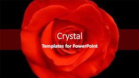  Presentation with bud - PPT theme with beautiful rose bud on black background and a crimson colored foreground