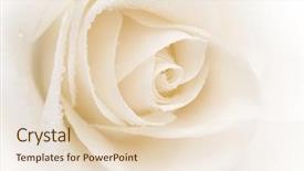  Presentation with pink rose - Cool new PPT theme with beautiful rose center backdrop and a lemonade colored foreground