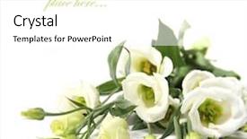  Presentation with rose flower - Cool new presentation theme with beautiful rose easy to remove backdrop and a white colored foreground