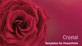  Presentation with rose flower - PPT layouts enhanced with beautiful rose flower on soft light background background and a violet colored foreground