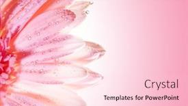  Presentation with rose flower - Cool new presentation design with beautiful-rose-flower-with-water backdrop and a lemonade colored foreground