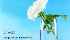  Presentation with blue rose - Amazing PPT theme having beautiful rose in vase on blue background backdrop and a arctic colored foreground