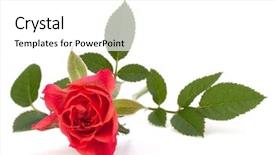  Presentation with white rose - PPT theme having beautiful rose isolated on white background and a white colored foreground