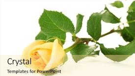  Presentation with white rose - Cool new presentation theme with beautiful rose isolated on white backdrop and a blonde colored foreground