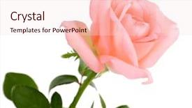  Presentation with white rose - Presentation having beautiful rose isolated on white background and a lemonade colored foreground