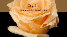  Presentation with black - Slide deck with beautiful rose on black background background and a  colored foreground