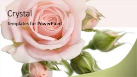  Presentation with pink rose petals on white - Audience pleasing slides consisting of beautiful rose with buds isolated backdrop and a lemonade colored foreground