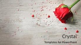  Presentation with hearts - Cool new presentation design with beautiful rose with small hearts backdrop and a  colored foreground