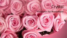  Presentation with pink rose - Cool new PPT layouts with beautiful roses background backdrop and a coral colored foreground