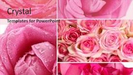  Presentation with roses - Audience pleasing presentation theme consisting of beautiful roses collage close up backdrop and a coral colored foreground