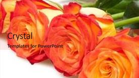  Presentation with roses - Amazing slides having beautiful roses isolated on white backdrop and a red colored foreground