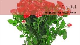  Presentation with roses - Audience pleasing slide set consisting of beautiful-roses-isolated-on-white backdrop and a red colored foreground