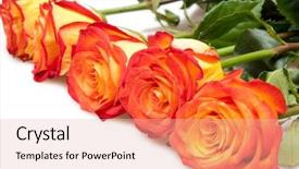  Presentation with pink and white roses country - Slide set consisting of beautiful roses isolated on white background and a lemonade colored foreground