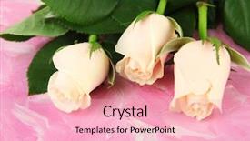  Presentation with war roses tudor rose - PPT theme featuring beautiful roses on color wooden background and a  colored foreground