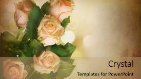  Presentation with roses - Audience pleasing PPT theme consisting of beautiful roses sepia toned vintage backdrop and a coral colored foreground