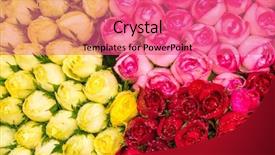  Presentation with liquid roof rain drops - Slide set enhanced with beautiful roses with rain drops background and a coral colored foreground