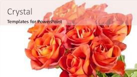  Presentation with roses - Cool new slide deck with beautiful roses backdrop and a lemonade colored foreground