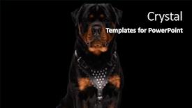  Presentation with forward - Slides consisting of beautiful-rottweiler-dog-sitting background and a black colored foreground
