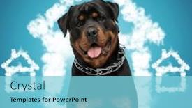  Presentation with tongue - Slides having beautiful-rottweiler-dog-with-collar background and a light blue colored foreground