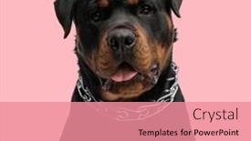  Presentation with deutsche deutsch rottweiler guard dog - Slides consisting of beautiful-rottweiler-dog-with-collar background and a coral colored foreground