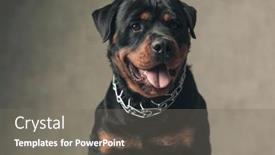  Presentation with deutsche deutsch rottweiler guard dog - Theme with beautiful-rottweiler-dog-with-tongue background and a gray colored foreground