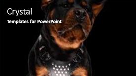  Presentation with rottweiler puppy - Slide deck having beautiful-rottweiler-puppy-looking-away background and a black colored foreground
