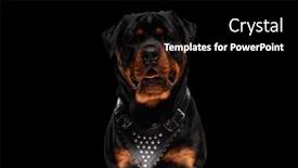  Presentation with rottweiler puppy - Presentation theme featuring beautiful-rottweiler-puppy-wearing-leather background and a black colored foreground