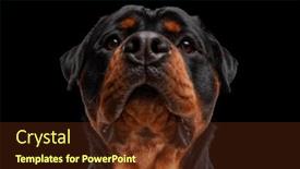  Presentation with rottweiler puppy - Slides featuring beautiful-rottweiler-puppy background and a tawny brown colored foreground