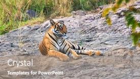  Presentation with royal bengal tiger - Presentation design featuring beautiful-royal-bengal-tiger-resting background and a coral colored foreground