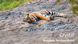  Presentation with royal bengal tiger - PPT layouts having beautiful-royal-bengal-tiger-sleeping background and a gray colored foreground
