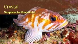  Presentation with california - PPT theme consisting of beautiful-rust-colored-rockfish-called background and a tawny brown colored foreground