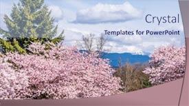  Presentation with sakura - Audience pleasing presentation design consisting of beautiful-sakura-spring-nature backdrop and a sky blue colored foreground