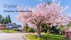  Presentation with sakura - Presentation theme featuring beautiful-sakura-spring-nature background and a light blue colored foreground