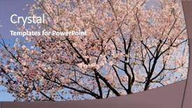  Presentation with pink sky - Presentation theme enhanced with pink flowers against blue background and a coral colored foreground