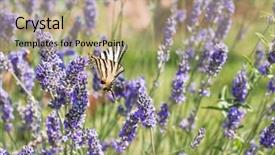 Presentation with lavender - Audience pleasing PPT theme consisting of beautiful scented violet lavender field with butterfly backdrop and a coral colored foreground