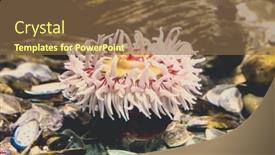  Presentation with sea - Cool new theme with beautiful-sea-anemone-with-tentacles backdrop and a  colored foreground