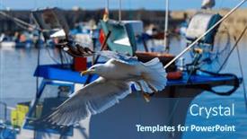  Presentation with seagull - Presentation theme having beautiful-seagull-flying-over-fishing background and a ocean colored foreground