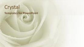  Presentation with white rose - Theme featuring beautiful sepia rose background and a lemonade colored foreground