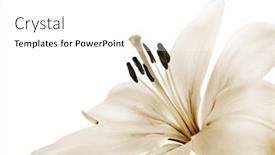  Presentation with lily - Colorful PPT theme enhanced with beautiful-sepia-toned-lily backdrop and a white colored foreground