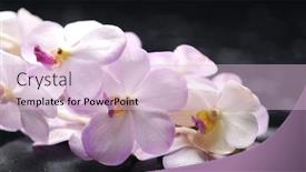  Presentation with beautiful orchid flowers - Amazing slide deck having beautiful set of branch gorgeous orchid on wet stones backdrop and a lemonade colored foreground
