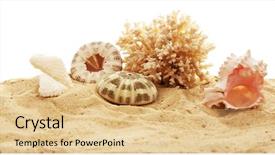  Presentation with shells - Presentation theme featuring beautiful shells and coral on sand against white background background and a coral colored foreground
