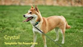  Presentation with dog park - PPT theme enhanced with beautiful-shiba-inu-dog-confident background and a tawny brown colored foreground