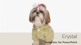  Presentation with beautiful green - Presentation design with beautiful-shih-tzu-dog-wearing background and a  colored foreground